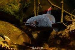 太平洋雷电红龙—自然奇观与人类探索