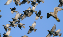 峡湾上空的秘密｜鸟群盘旋与粘土符片之谜