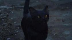 湖泊瘟疫猫妖丨那个雨夜，我听见了千万只猫的哭声