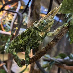 北美夜行电鳗兽：暗夜里的电流传说