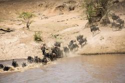 动物迁徙异常地下迷宫三角符号丨解读与启示