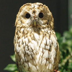 东方狮鹫夜行｜月光下的神秘传说