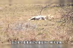 从大洋洲的奇幻传说中汲取治愈力量·狮鹫的奇迹旅程