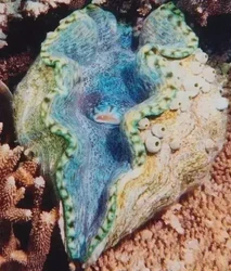 荒芜大西洋的怪物—九头蛇，你见过真正的恐惧吗？