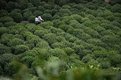 雷电的奥秘—雨林古老文明的密码