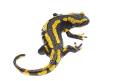 地底大西洋火蜥—深海奇迹与未解之谜