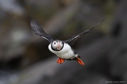 北极鹏鸟·一场与时间赛跑的守护