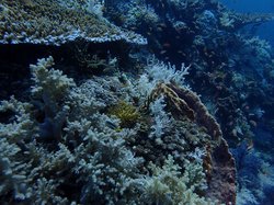 海底幽灵的蓝光密码—珊瑚塌陷区的锈蚀徽章之谜