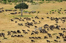骨针上的秘密—无人村落的刻度与动物迁徙的怪事