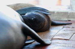 湖泊之上的奇幻冒险·狮鹫的航海之旅