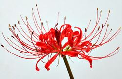 彼岸之恋—与彼岸花相似的花与动人故事