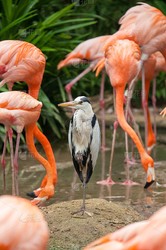 南美雨林深处的火焰传说？