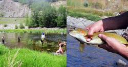 北美守墓人鱼·神秘的水下守护者