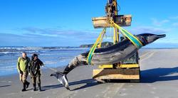 死海里的鲸鱼和那根红绳结，看得我心里发堵！