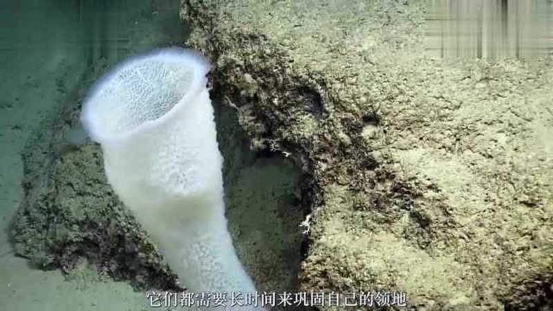 加勒比海外来植入物事件｜一场跨越重洋的信任危机