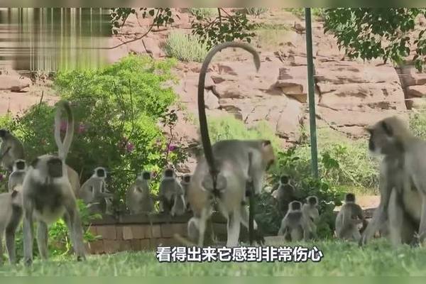 山里的猴子会说话…