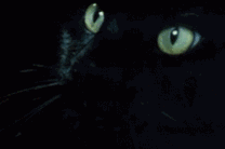 昆仑山深处，那只神秘的猫妖