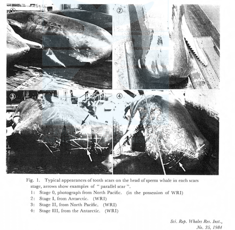 怒江峡谷的悲歌·鲸鱼搁浅背后的血手印