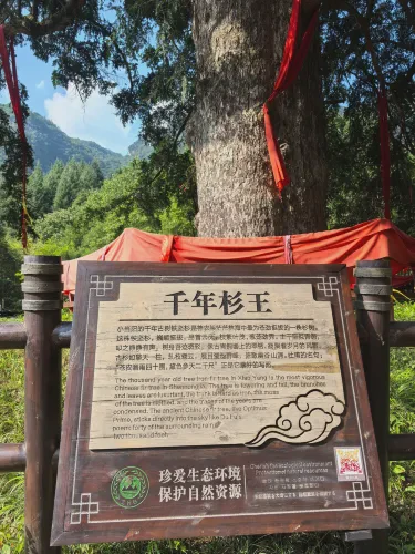 神农架的治愈巨龙丨在原始森林中寻找心灵的栖息地