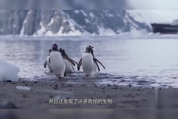 南极的神秘猫妖—探险与传说