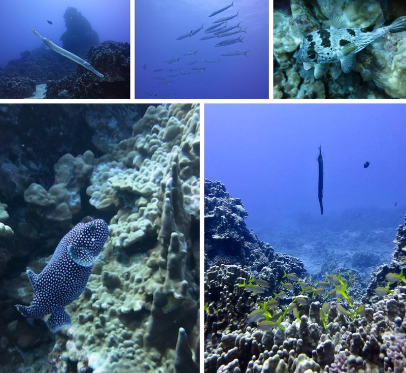 神秘的雷暴球复活节岛三角符号？