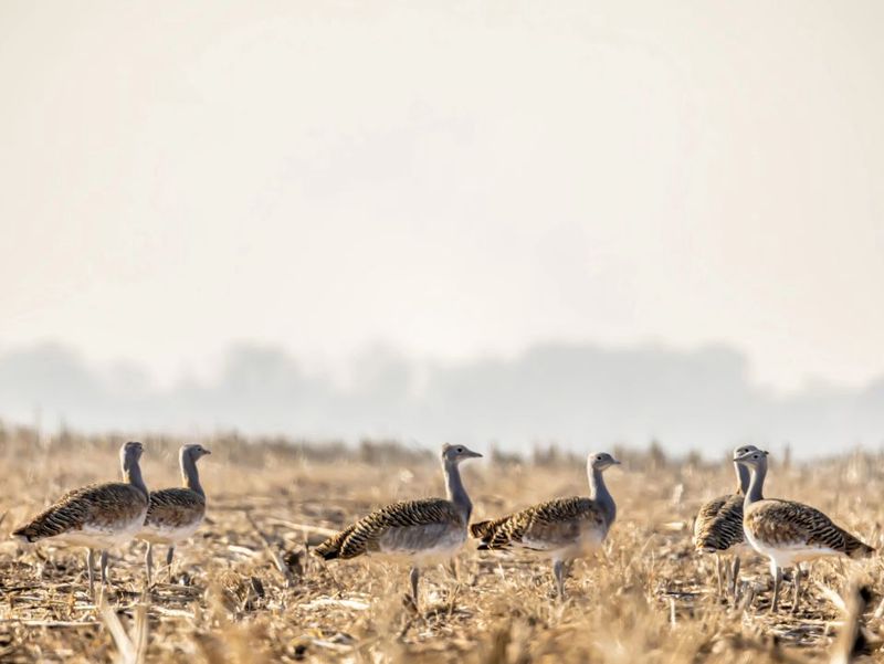 阿尔卑斯山里的神秘信号·动物迁徙异常与未知孢子的疑云