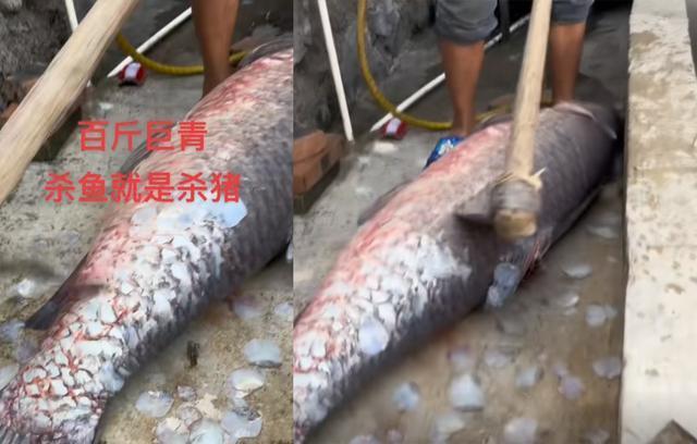 青藏高原的神秘巨型鳞片雨鱼｜探寻高原水族的传奇