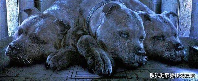 废墟中的神犬｜解读古老犬文化的神秘力量