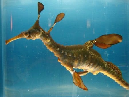 喜马拉雅毒雾海龙丨神秘深海中的“毒液巨兽”