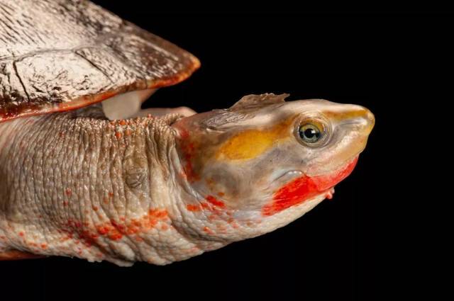 荒漠巨龟—一个关于诅咒与重生的故事