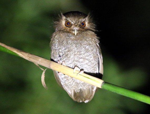 群体目击安第斯山—那些被山风吹散的瞬间