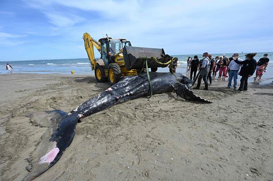 鲸鱼搁浅背后的谜团—沉船与反向指南针的奇异关联