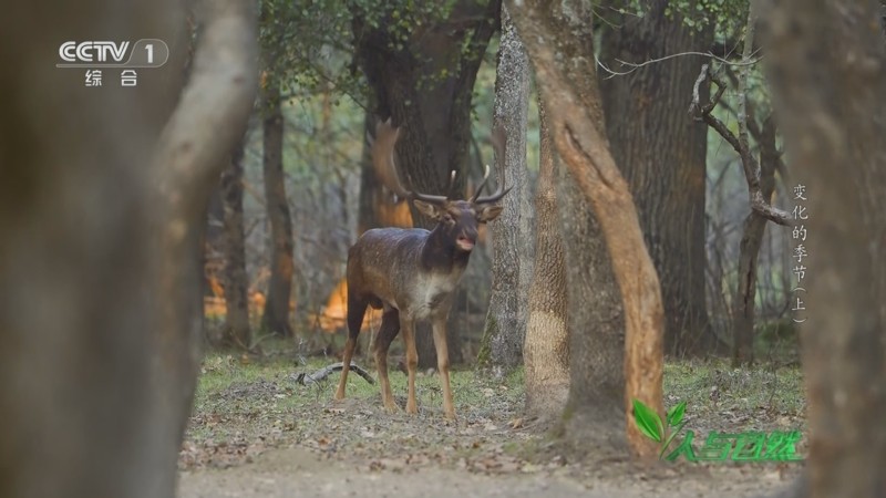 穿越迷雾·喀尔巴阡森林的精灵之谜