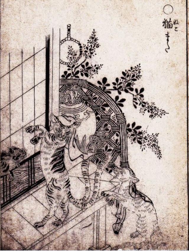 古城深处的猫妖传说｜一场人与自然的对话