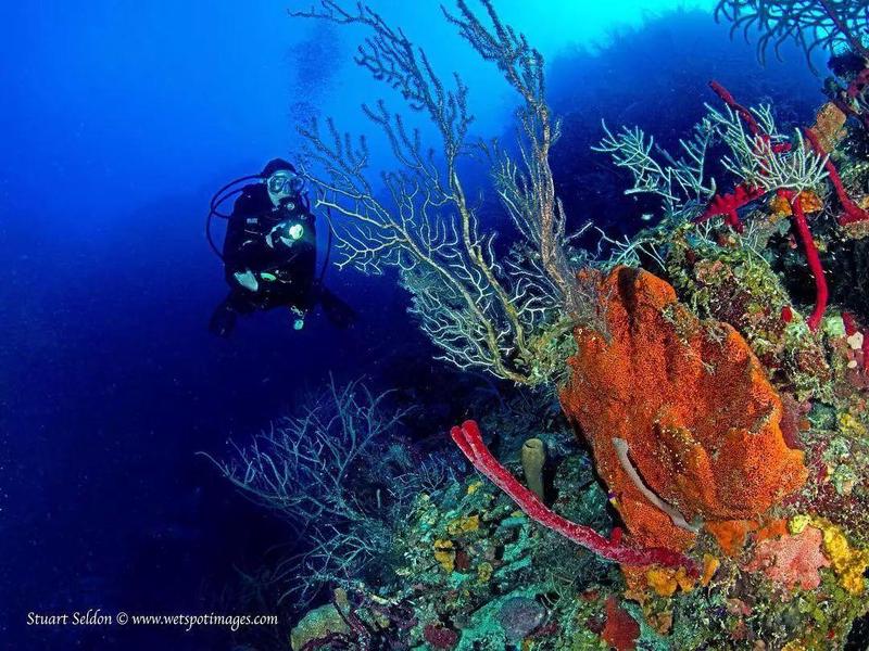 蓝洞低频嗡鸣水下钟—我潜入水下听到的神秘声音