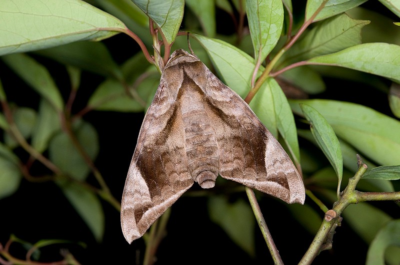 好望角天蛾人报告—一份关于生态与保护的启示