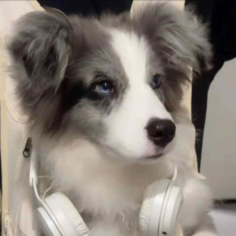 陈竹岚与狗的冬天…