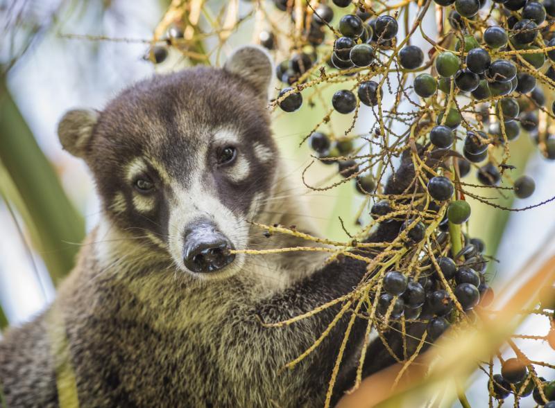 巴拿马街头那一道道色彩—种族类型的真实切片