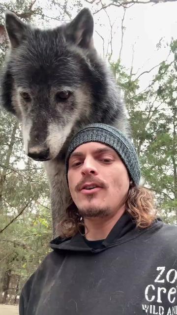 北美风暴洛基巨狼—一场狼群的壮丽史诗