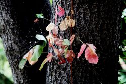 初雪之夜｜小说与现实的交织