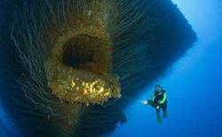 深海幽灵—时空紊乱中的马里亚纳海沟未知孢子之谜