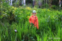 亚马孙雨林中的沙中琥珀丨一场神秘的集体梦游