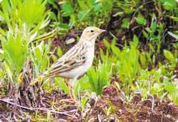 大西洋鹏鸟｜迷雾中的守望者