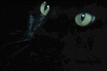 昆仑山深处，那只神秘的猫妖