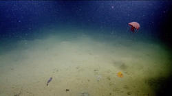 海浪停摆时，我听见了密洞里鳞片在呼吸！