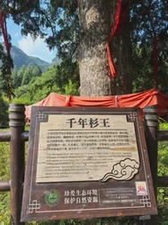 神农架的治愈巨龙丨在原始森林中寻找心灵的栖息地