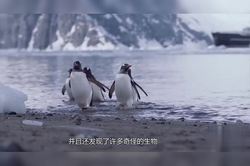 南极的神秘猫妖—探险与传说