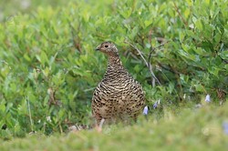 喀尔巴阡冰川的神秘居民丨雷鸟的秘密生活