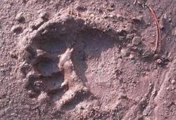 脚印阵峡湾的巨型鳞片丨大自然鬼斧神工的杰作