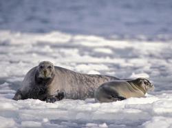 深海幽灵的狂欢·冷泉动物骨制面具的诡异美学